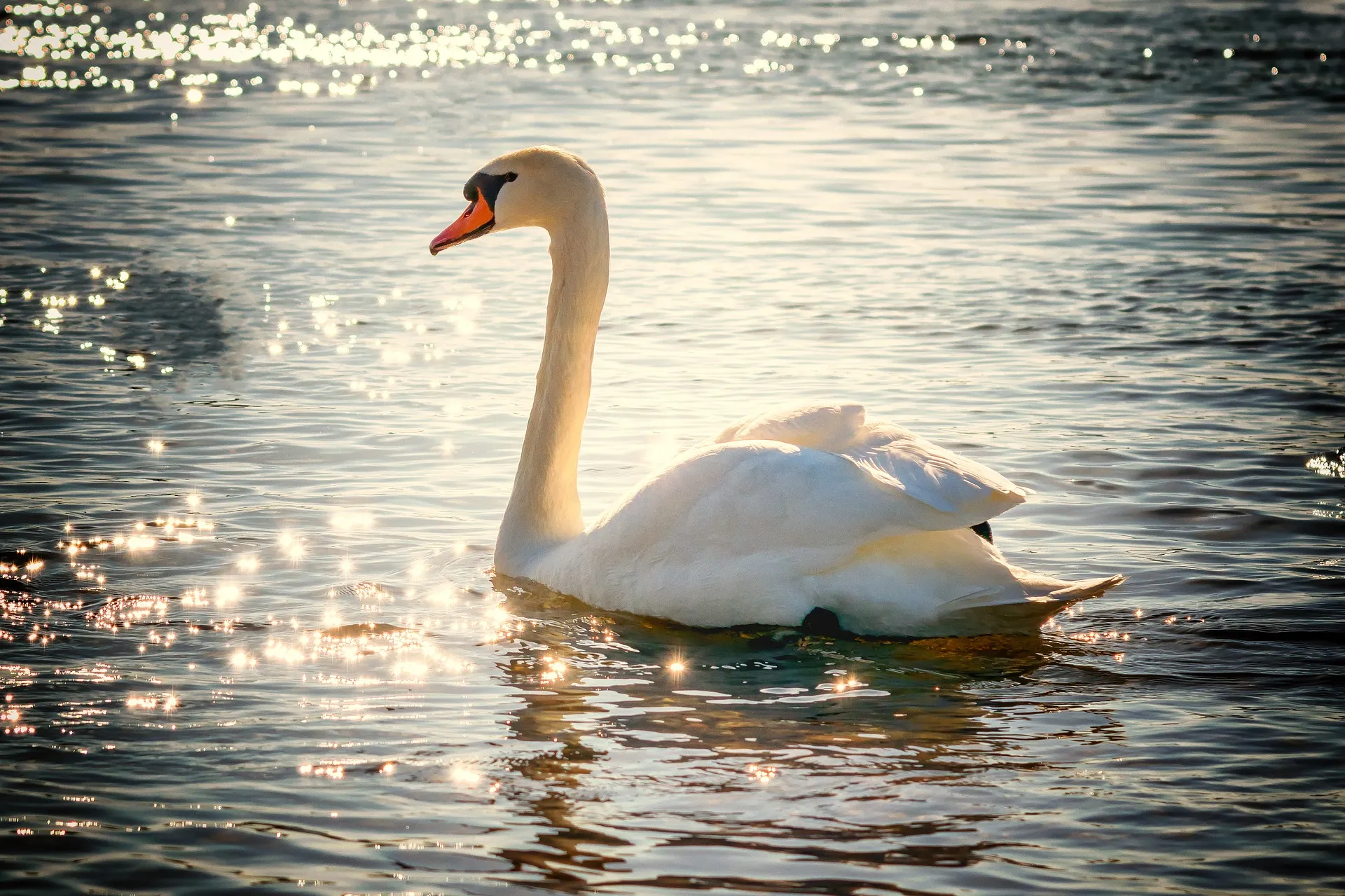 A swan looks kind of like the number 2, which is 010 in binary