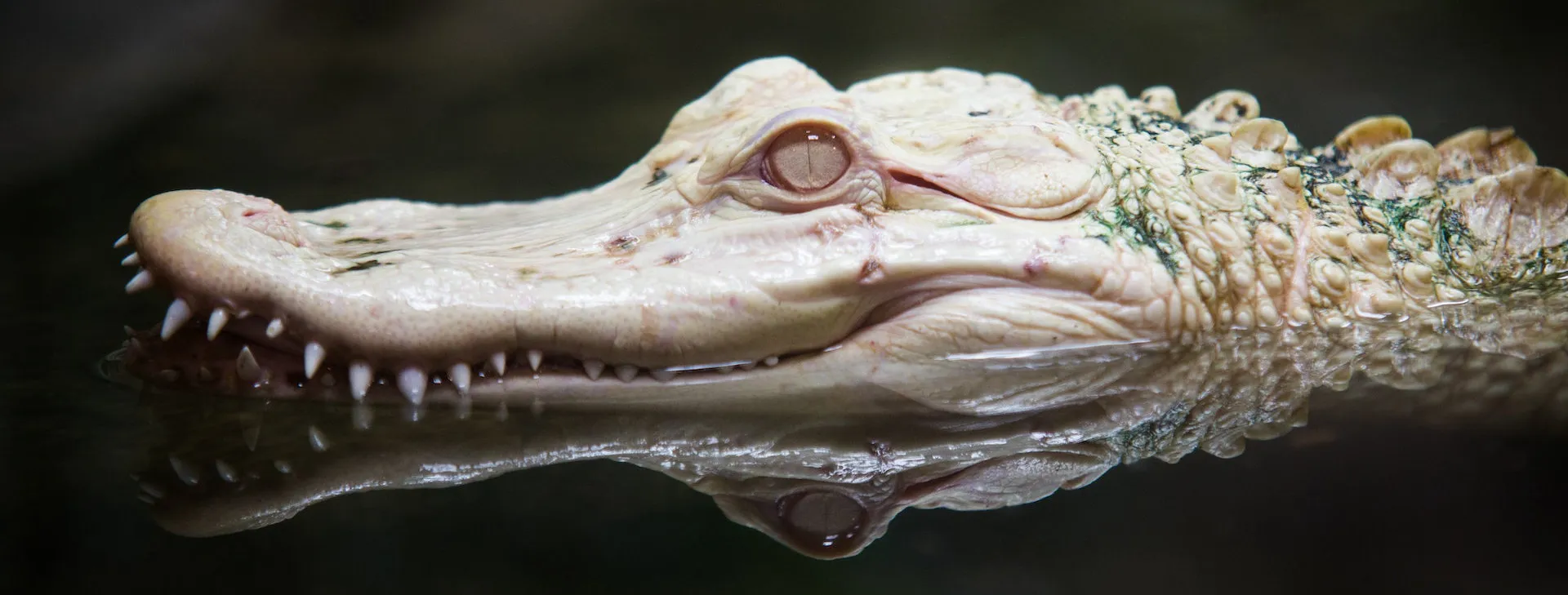 Alligator in the water