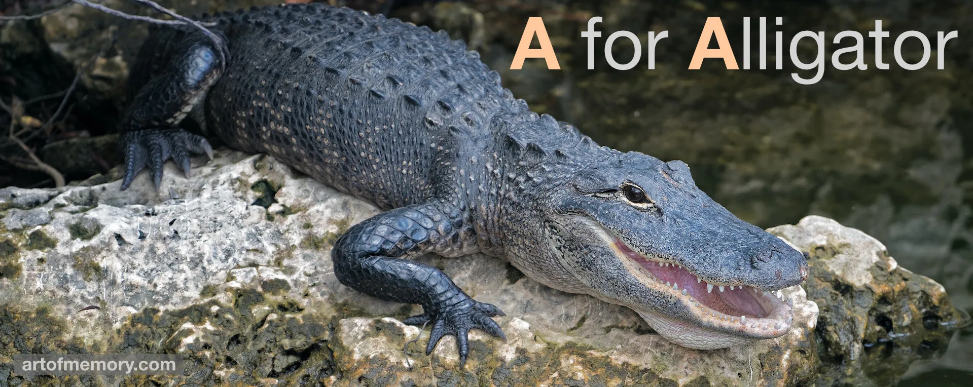 An alligator can represent the letter A