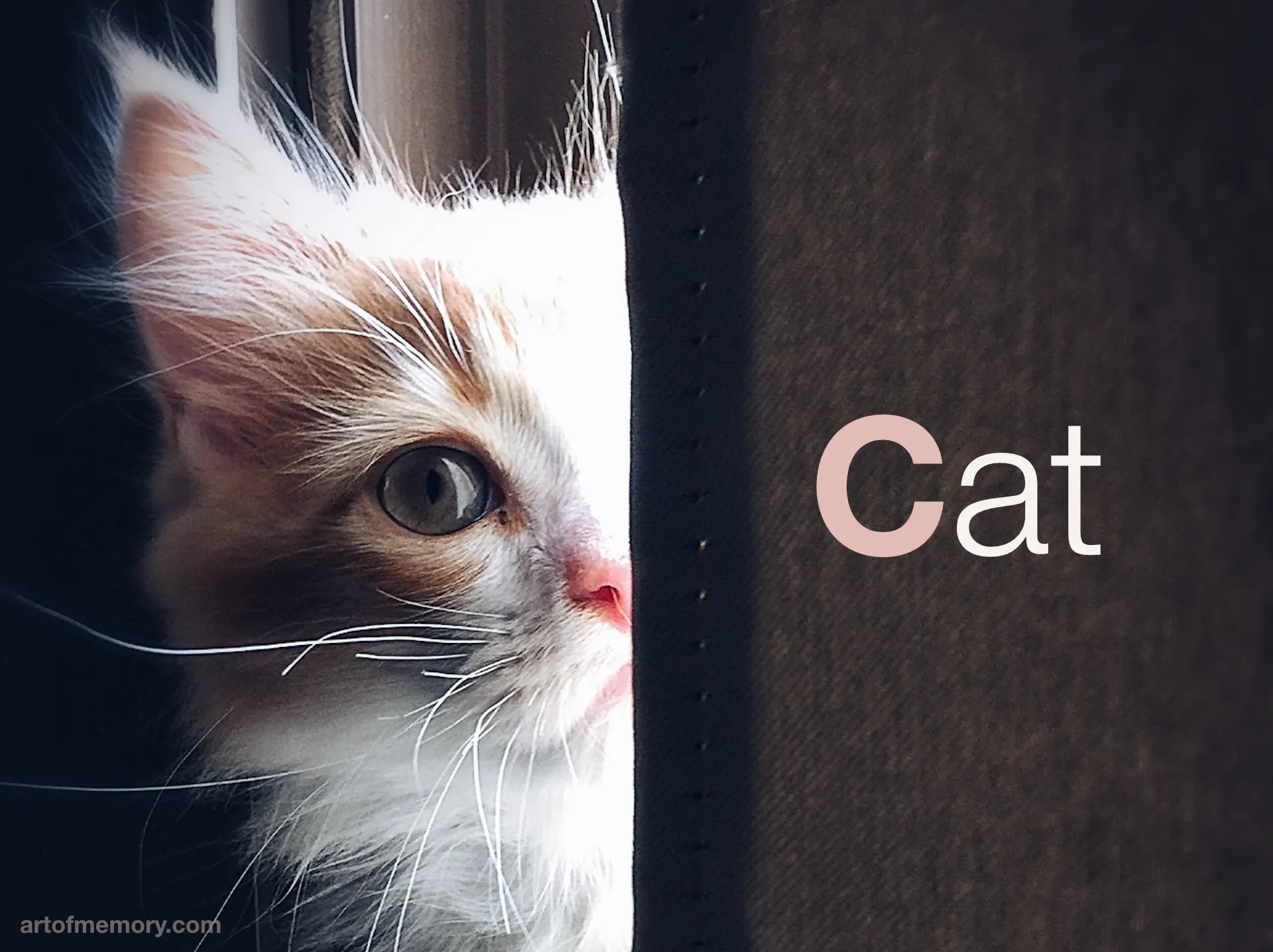 A cat could represent the letter C in a peg system