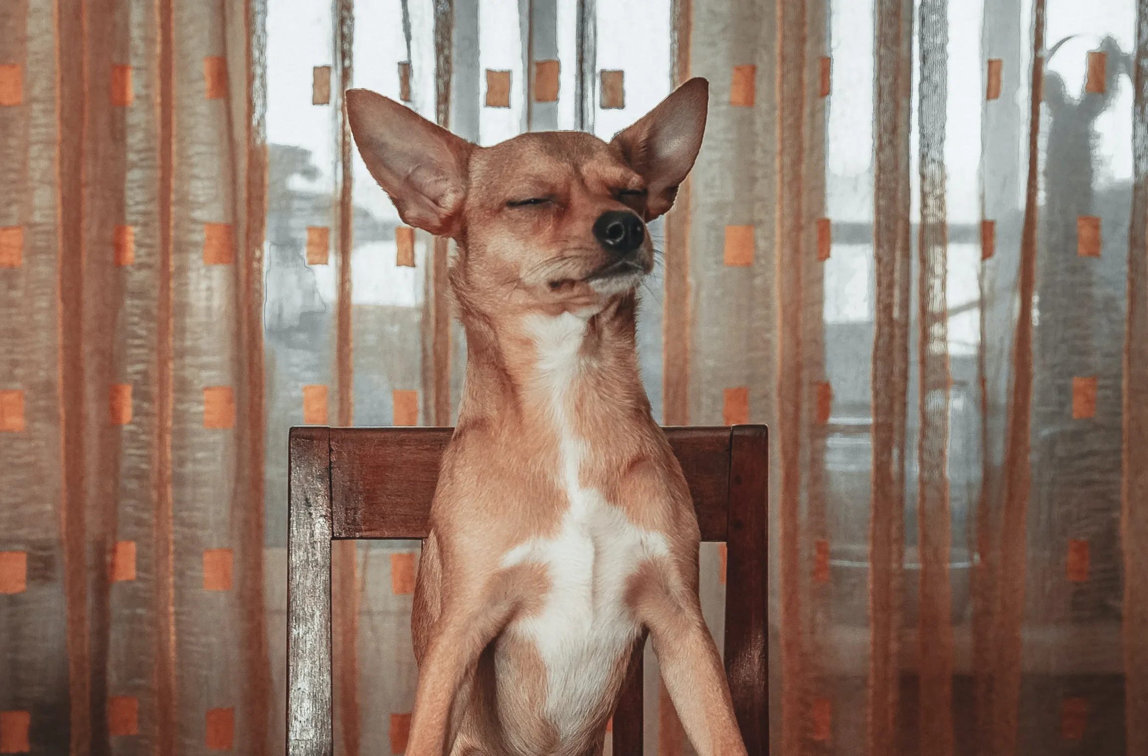 A dog with its eyes closed