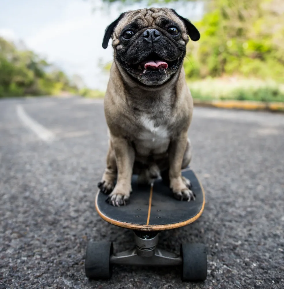 A pug (dog)