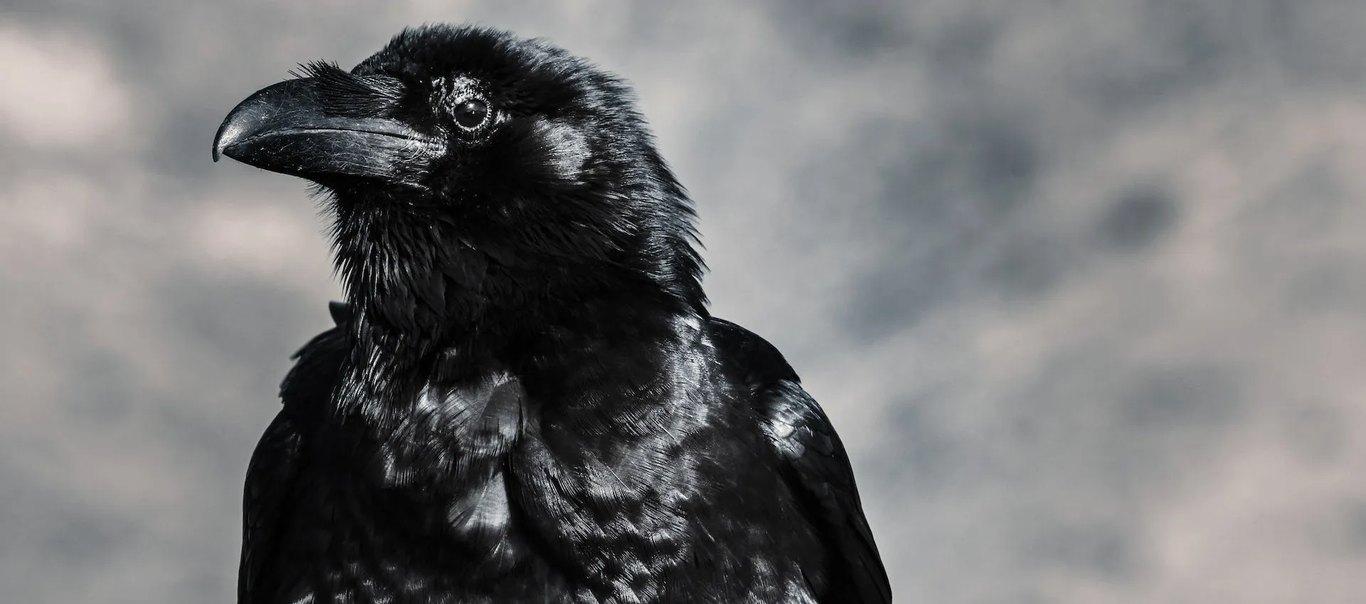 A Raven