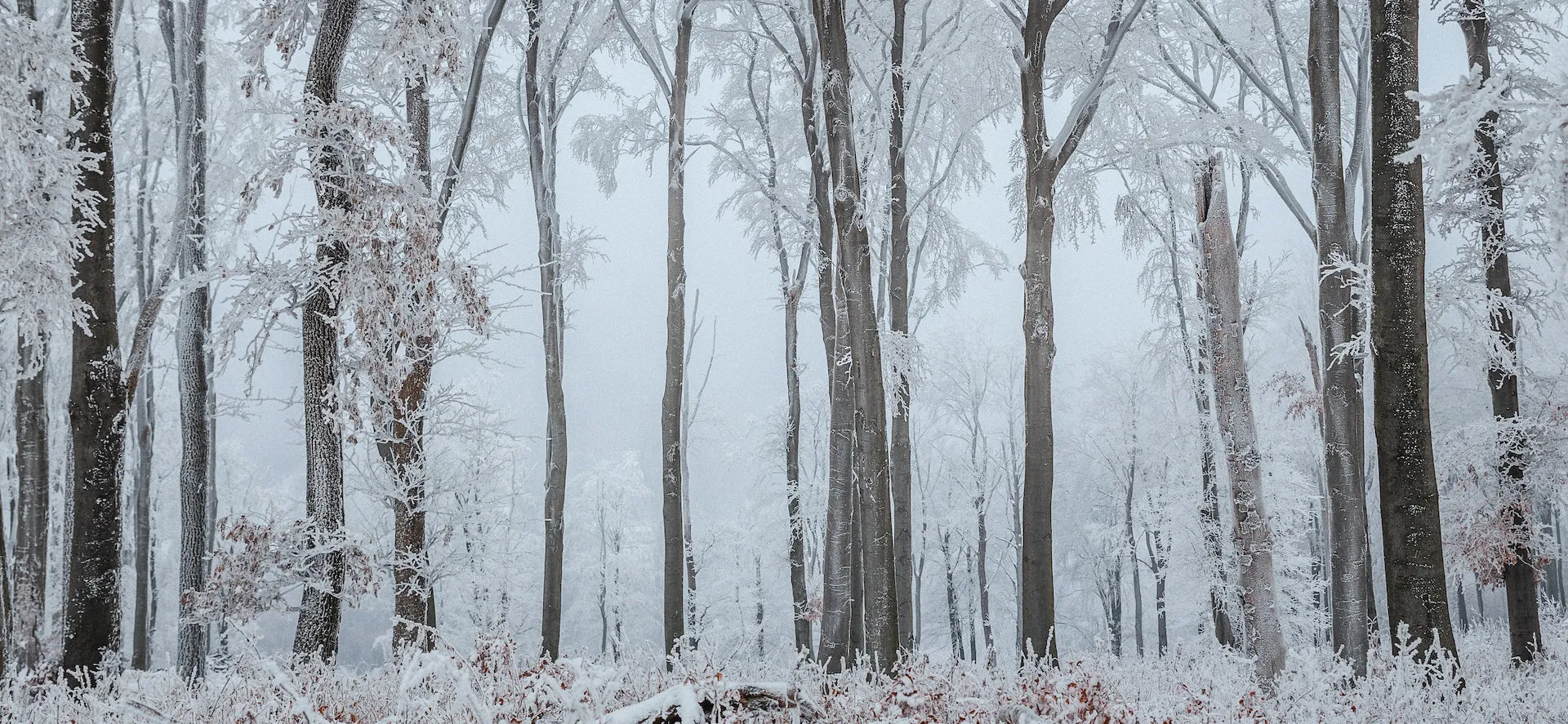 Snowy woods