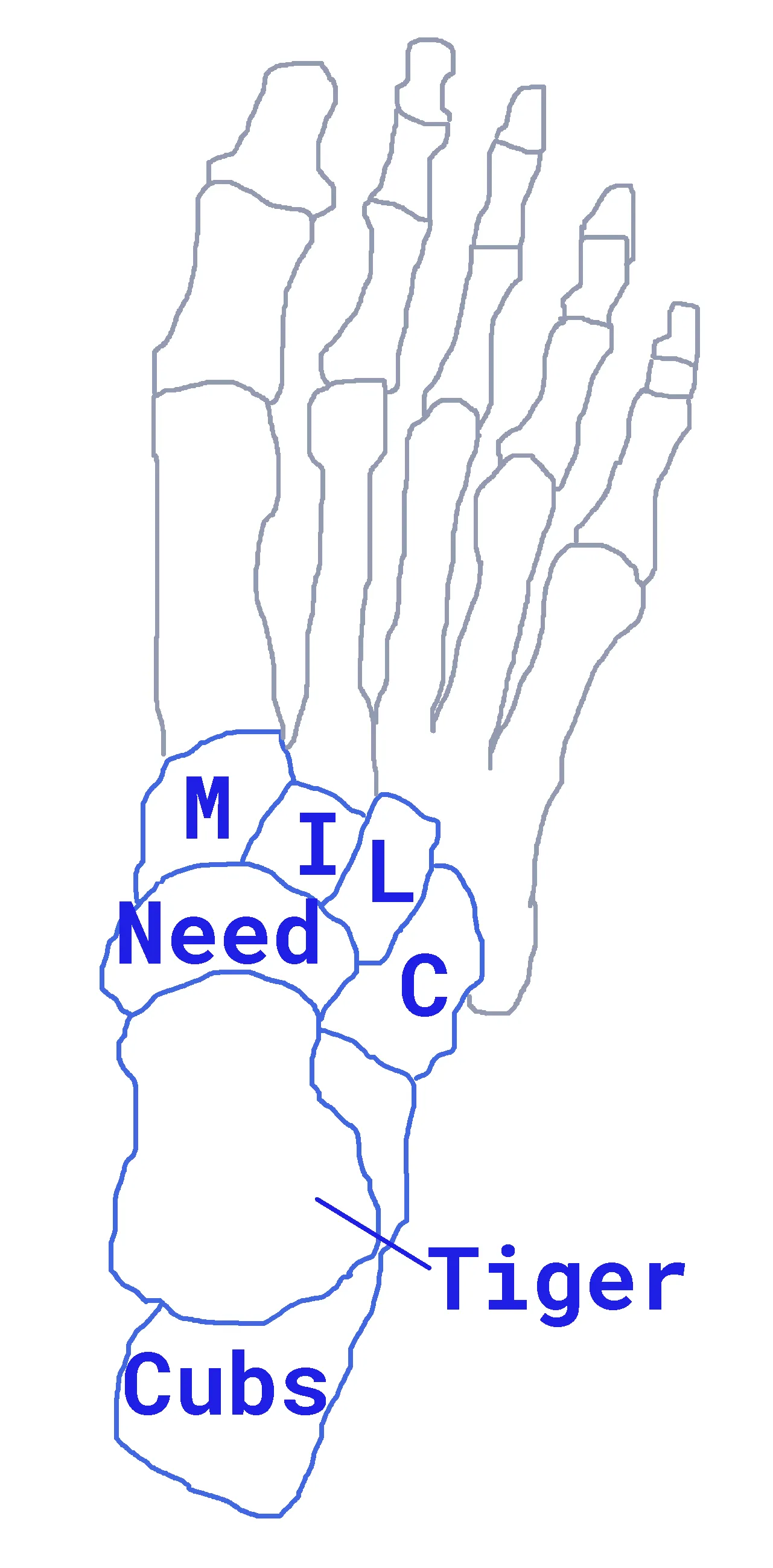 The mnemonic words placed on a drawing of tarsal bones
