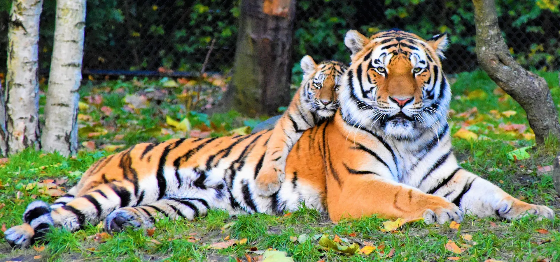 A tiger with a tiger cub